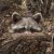 Instagram Srossi Copyright Mg1 A7763 Raccoon Udalls Cove Crop
