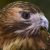 Insta Srossi Img 0889 Red Tailed Hawk Portrait Hi Res